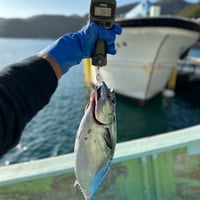 ※個数限定　愛媛県神明水産『媛スマ』×『おぶね』高木氏  プロフェッショナル　※1月後半発送