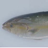 ※個数限定　健太郎のカンパチ×富山県『アオラキ』山岡シェフ　※随時発送