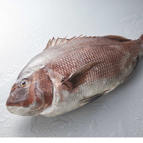 定番商品　白寿真鯛ゼロ×プレヴナンス静井シェフ　アンチョビソース　※随時発送