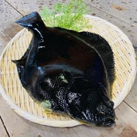 ※個数限定　青森県中泊さかなプロダクツ協議会『マツカワカレイ』×『ル・マロニエ』モリタジュンイチロウ氏 プロフェッショナル　※3月後半以降発送