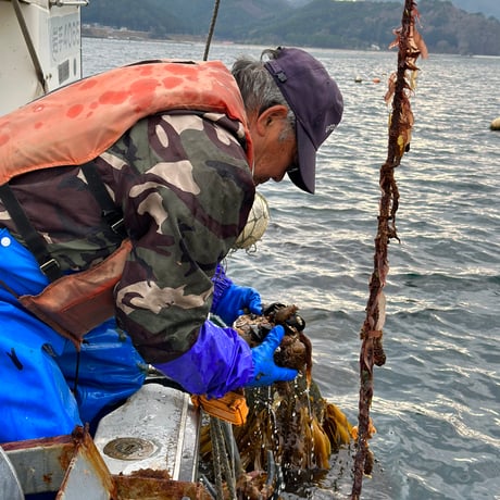 ※個数限定　釜石市大槌湾「どこよりも甘くてうまいじいちゃんのホタテ」×北海道シェフワングランプリ初代優勝者 下國 伸シェフ　プロフェッショナル　※12月末ごろ発送予定