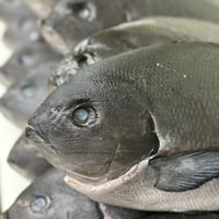 ※個数限定　宮崎県結城水産『クロメジナ』×『だしKENZO』近藤健一氏  シンプルコース　※2月後半以降発送