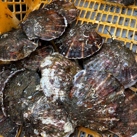 ※個数限定　釜石市大槌湾「どこよりも甘くてうまいじいちゃんのホタテ」×北海道シェフワングランプリ初代優勝者 下國 伸シェフ　プロフェッショナル　※12月末ごろ発送予定