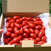 【送料無料】Nicoロッソ