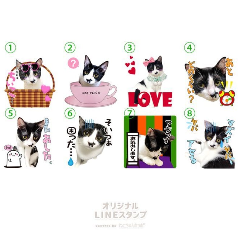 バラエティーセット1 | ねこちゃんホンポ-オリジナルLINEスタンプ