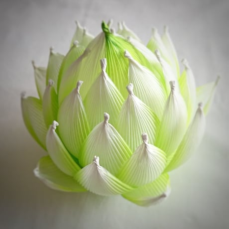 不空の蓮 　葉色葉光（ようしきようこう）淡色　ギフトパッケージ
