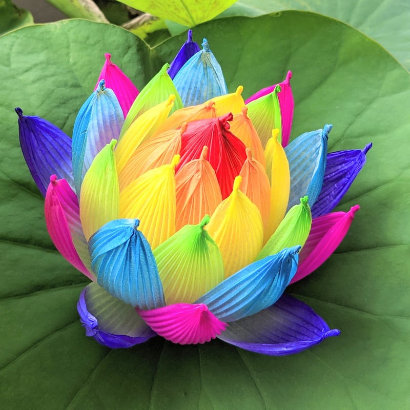 不空の蓮 彩蓮（さいれん） | したくや縁