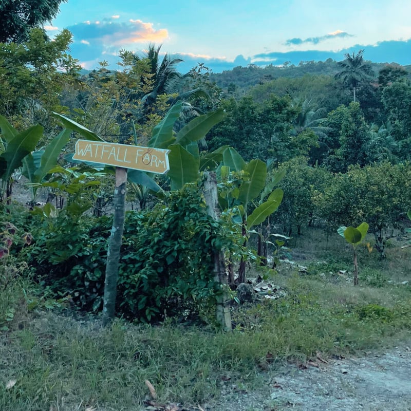 Jamaican Spice | Nutmeg 】 ジャマイカンスパイス ナツメグ | m