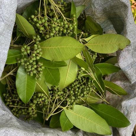 【 Jamaican Spice |  Allspice, Pimenta dioica 】ジャマイカンスパイス ピメント（オールスパイス）