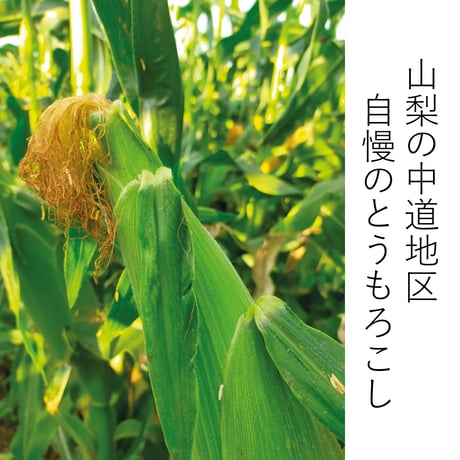 【きみひめ】極上の美味しさのとうもろこし【10本以上】送料無料