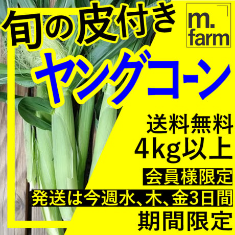 約4kg以上（40本以上）⚠️ヤングコーン✳️朝採り限定☀️⭐️