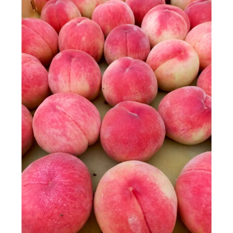 会員様限定・数量限定】もも / 特別価格 / 送料無料 / 税込 | mfarm