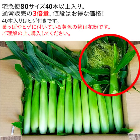 約4kg以上（40本以上）⚠️ヤングコーン✳️朝採り限定☀️⭐️