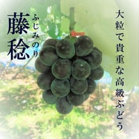 【数量限定】大粒で貴重で高級ぶどう「藤稔」(ふじみのり)約2kg・１箱2-3房入り。