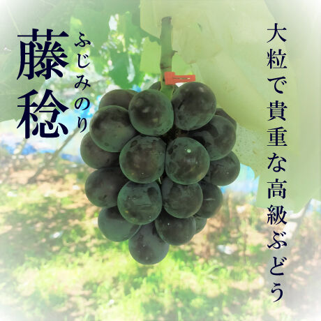 【数量限定】大粒で貴重で高級ぶどう「藤稔」(ふじみのり)約2kg・１箱2-3房入り。
