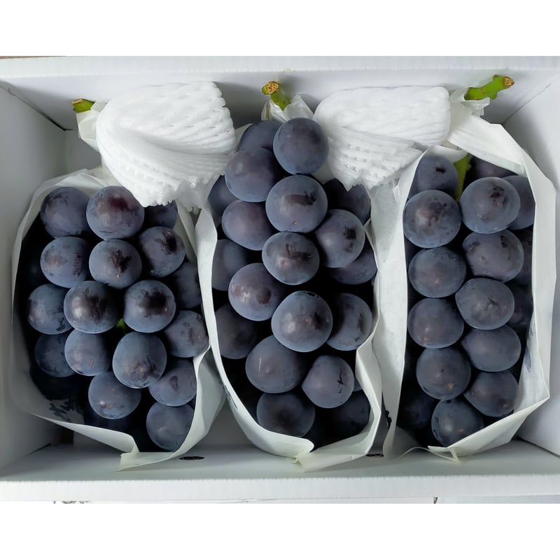 ももはるママ　藤稔2kg箱 2箱 数量限定】大粒で貴重で高級ぶどう「藤稔」(ふじみのり)約2kg