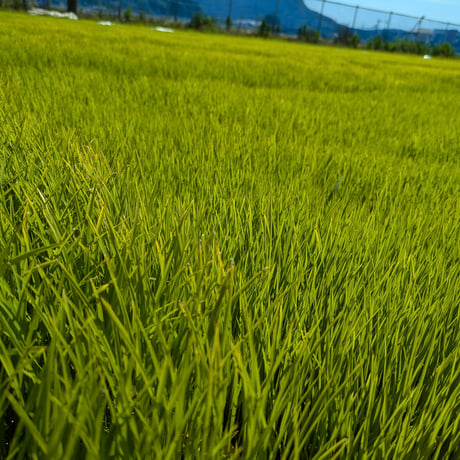 【大容量】 令和8年産 新米 自然共生サイト米