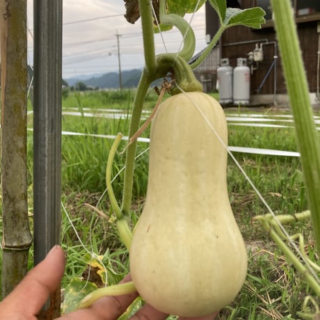 横枕農園 かぼちゃお任せ3個セット