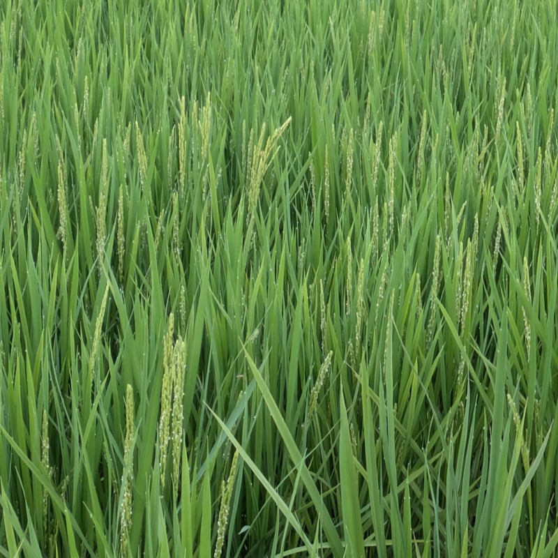 令和7年産 新米 自然共生サイト米 2025 New Harvest 