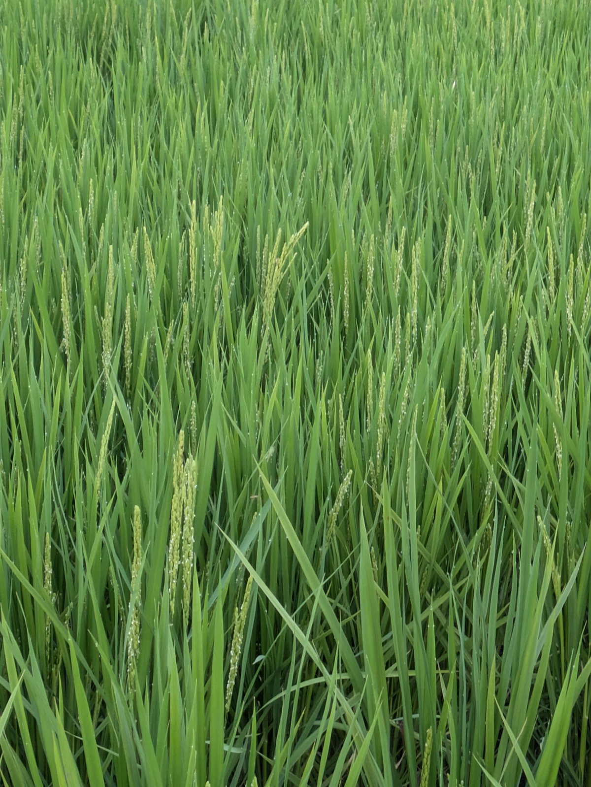 連年余り - 于培山 令和7年産 新米 自然共生サイト米 2025 New Harvest 