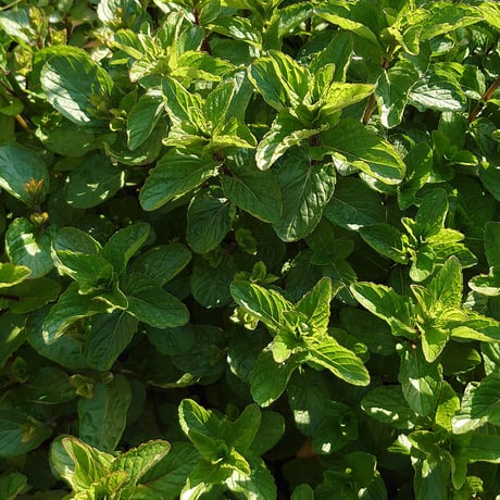 イエルバブエナ(モヒートミント) 100g Yerba Buena (Mojito Mint) – 100g