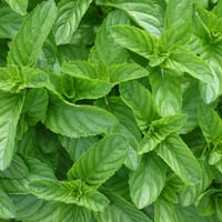 イエルバブエナ(モヒートミント) 100g Yerba Buena (Mojito Mint) – 100g