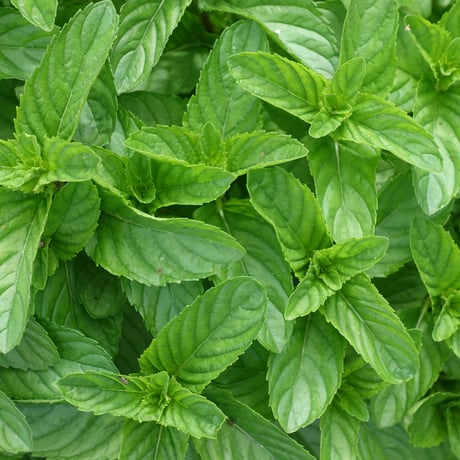 イエルバブエナ(モヒートミント) 100g Yerba Buena (Mojito Mint) – 100g