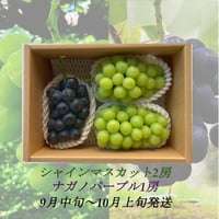 新発売】葡萄『ｼｬｲﾝﾏｽｶｯﾄ』 &『 ﾅｶﾞﾉﾊﾟｰﾌﾟﾙ』&『ｸｲｰﾝﾙｰｼﾞｭⓇ』各