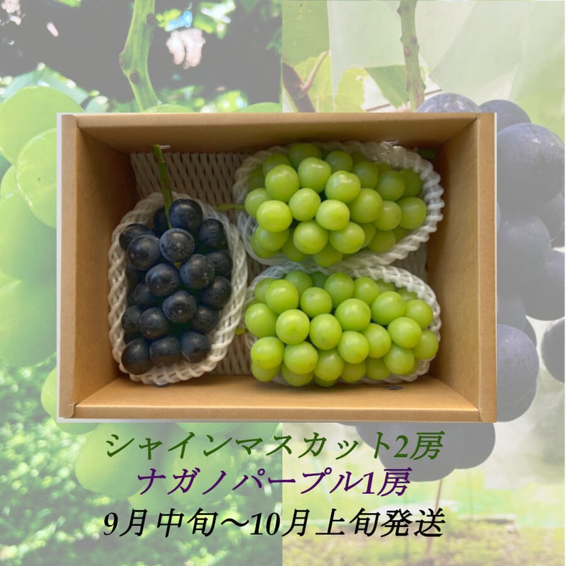 葡萄『ｼｬｲﾝﾏｽｶｯﾄ2房』 &『 ﾅｶﾞﾉﾊﾟｰﾌﾟﾙ1房』合計1.5kg以上 | やなぎ