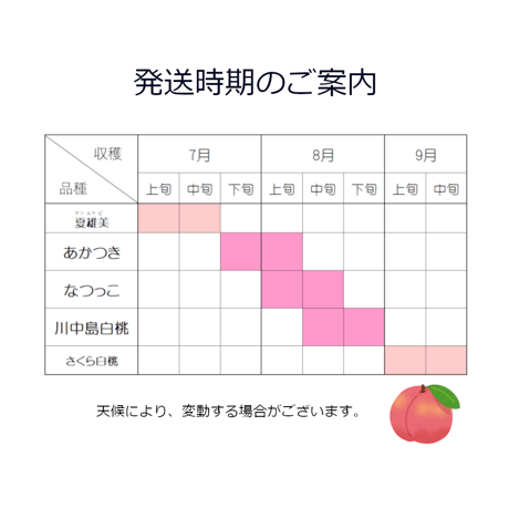 9月発送の桃『さくら白桃』　大玉7～10玉(3kg前後)