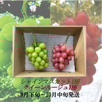 【新発売】葡萄『ｼｬｲﾝﾏｽｶｯﾄ1房』 &『 ｸｲ-ﾝﾙｰｼﾞｭⓇ1房』合計1.0kg以上
