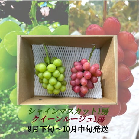 【新発売】葡萄『ｼｬｲﾝﾏｽｶｯﾄ1房』 &『 ｸｲ-ﾝﾙｰｼﾞｭⓇ1房』合計1.0kg以上