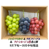 【新発売】葡萄『ｼｬｲﾝﾏｽｶｯﾄ』 &『 ﾅｶﾞﾉﾊﾟｰﾌﾟﾙ』&『ｸｲｰﾝﾙｰｼﾞｭⓇ』各１房（大房大粒）