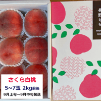 9月発送の桃『さくら白桃』　大玉5～7玉(2kg前後)