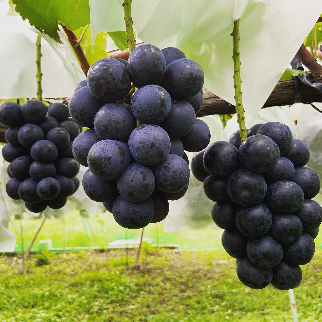 葡萄『 ﾅｶﾞﾉﾊﾟｰﾌﾟﾙ3房』合計1.5kg以上 | やなぎさわ農園 果逢（KAHOU）