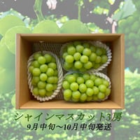 葡萄『ｼｬｲﾝﾏｽｶｯﾄ3房』合計1.5kg以上
