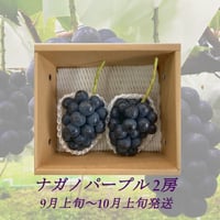 葡萄『ｼｬｲﾝﾏｽｶｯﾄ2房』 &『 ﾅｶﾞﾉﾊﾟｰﾌﾟﾙ1房』合計1.5kg以上 | やなぎ