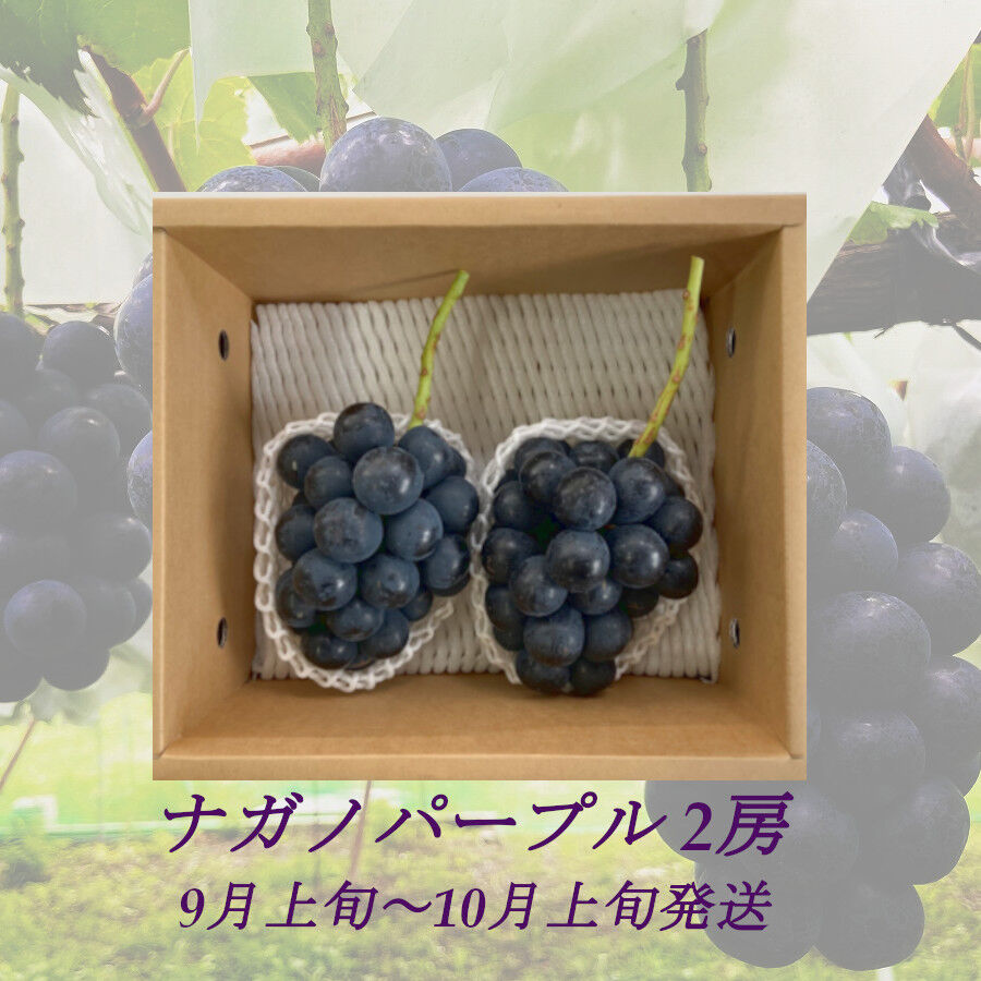 葡萄『 ﾅｶﾞﾉﾊﾟｰﾌﾟﾙ2房』合計1.0kg以上 | やなぎさわ農園 果逢（KAHOU）