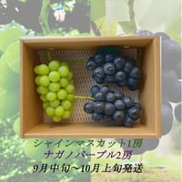 新発売】葡萄『ｼｬｲﾝﾏｽｶｯﾄ』 &『 ﾅｶﾞﾉﾊﾟｰﾌﾟﾙ』&『ｸｲｰﾝﾙｰｼﾞｭⓇ』各