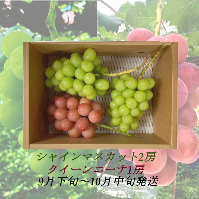 葡萄『ｼｬｲﾝﾏｽｶｯﾄ2房』 &『ｸｲｰﾝﾆｰﾅ1房』合計1.5kg以上