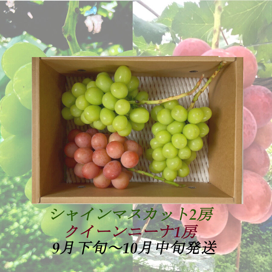 シャインマスカット２房 original