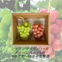 新発売】葡萄『ｼｬｲﾝﾏｽｶｯﾄ』 &『 ﾅｶﾞﾉﾊﾟｰﾌﾟﾙ』&『ｸｲｰﾝﾆｰﾅ』各1房（