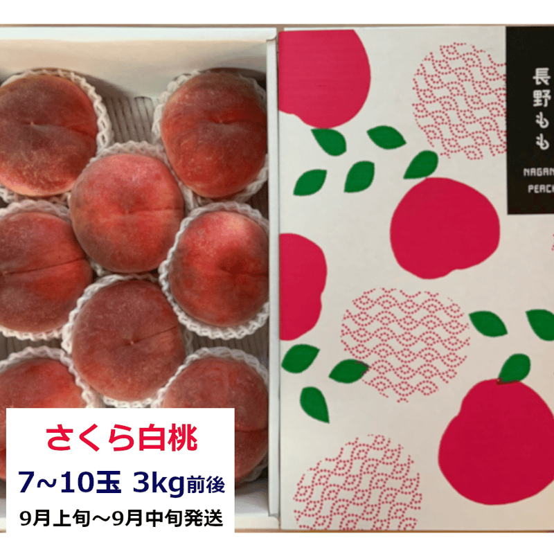 9月発送の桃『さくら白桃』 大玉7～10玉(3kg前後) | やなぎさわ農園 果