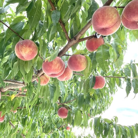 【ご家庭用】桃（さくら白桃）と梨（豊水）のセット　合計8玉前後(3kg)