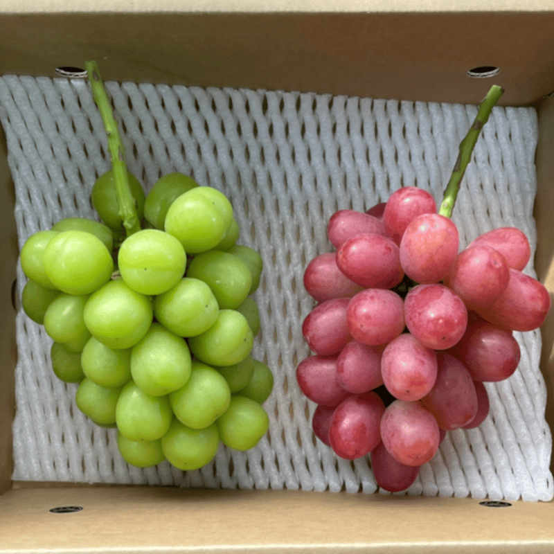 kousei　シャインマスカット10房 シャインマスカット 1房 【1房約800g以上】 | MINOKAMI Verger