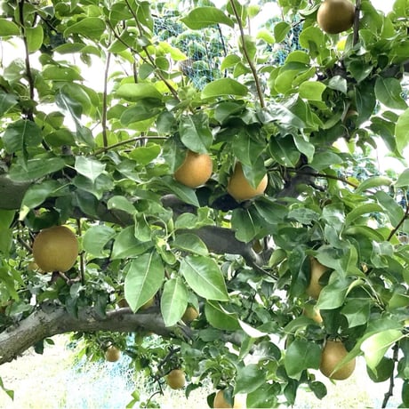 【ご家庭用】桃（さくら白桃）と梨（豊水）のセット　合計8玉前後(3kg)