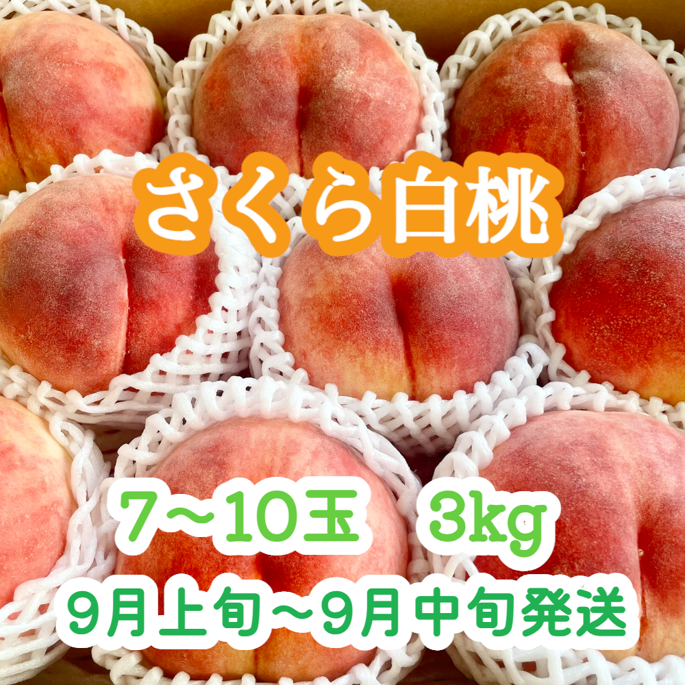 9月発送の桃『さくら白桃』 大玉7～10玉(3kg前後) | やなぎさわ農園 果