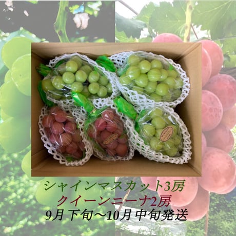 クイーンニーナ | STORES