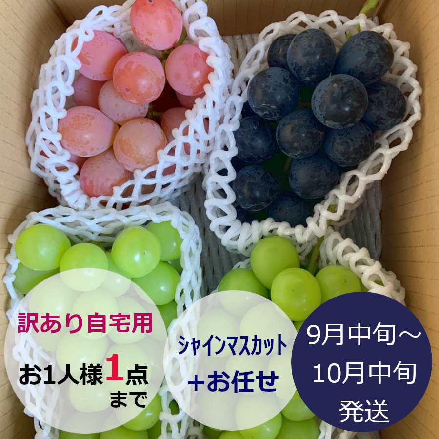 ご家庭用葡萄『ｼｬｲﾝﾏｽｶｯﾄ』+他 合計1.8kg前後 | やなぎさわ農園 果逢