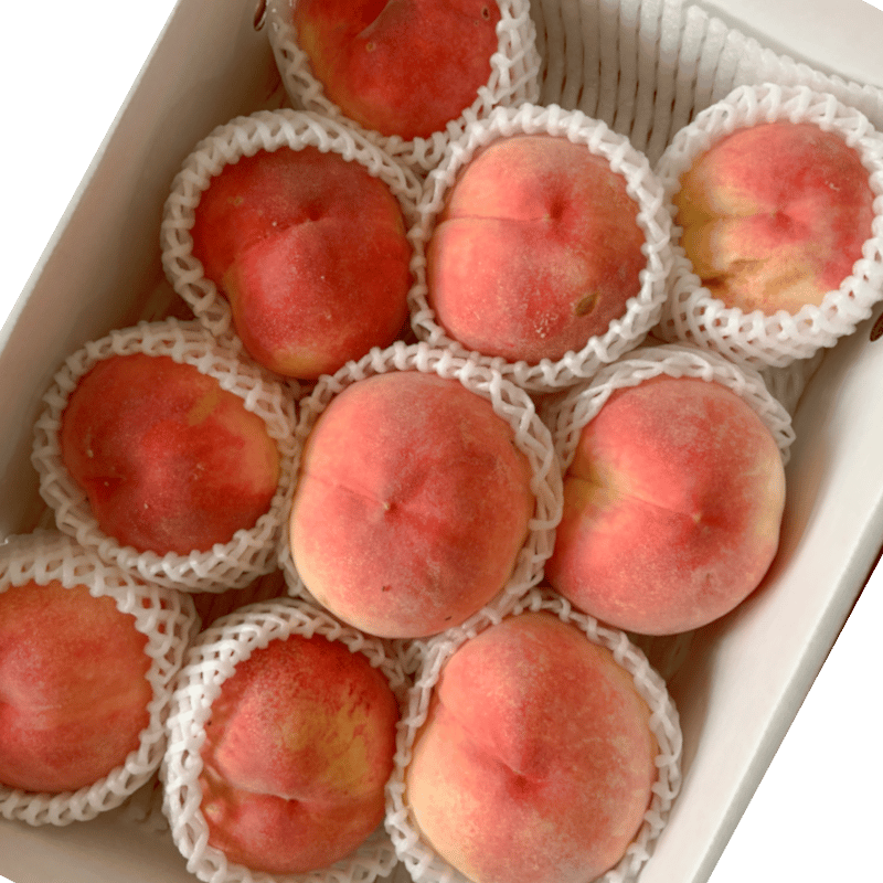 天然桃珊瑚貫通穴玉3個 タツキ　　専ー2 楽天市場】さつき 苗 【真如の月 （しんにょのつき）】 4号